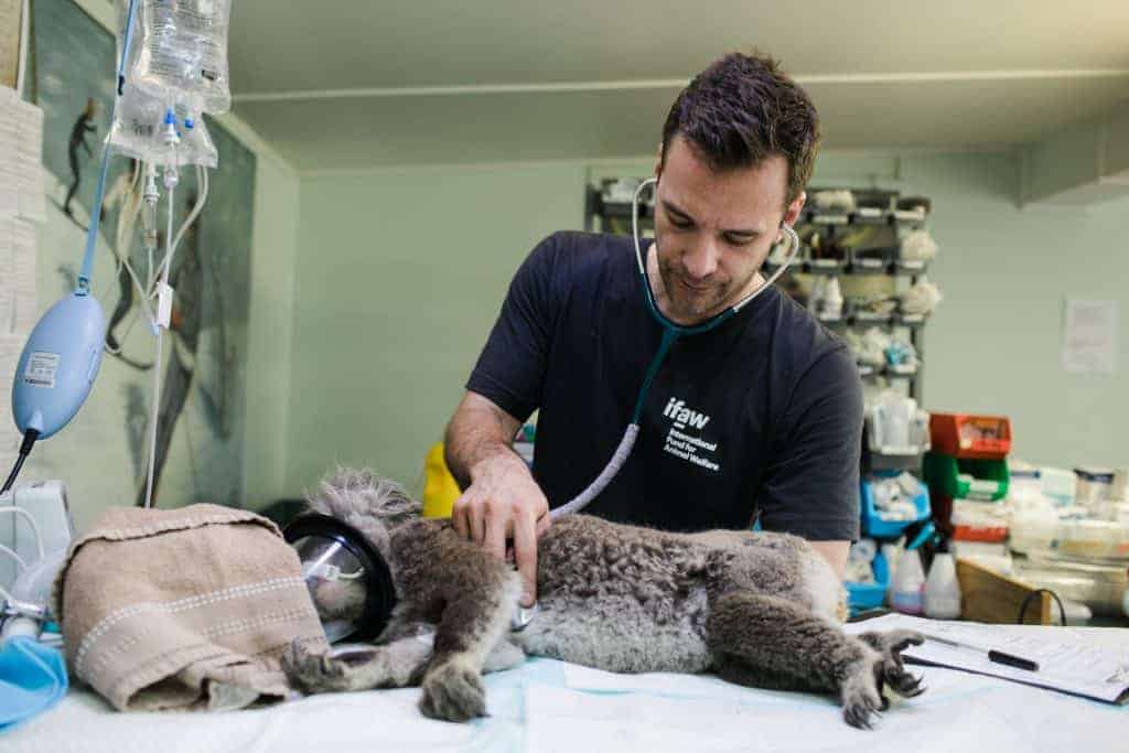 Veterinarian caring for a Koala